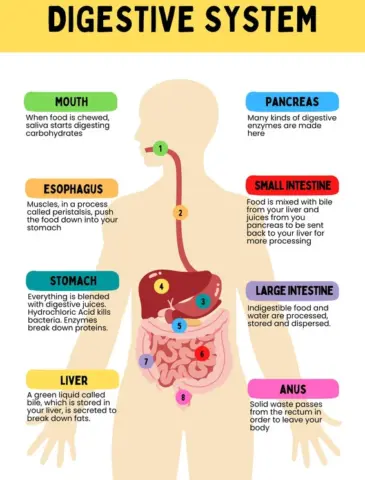 Digestive disease specialist in bhandara