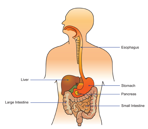 GI Specialist in chandrapur