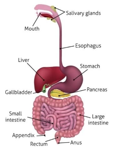 Gastrointestinal specialist in bhandara
